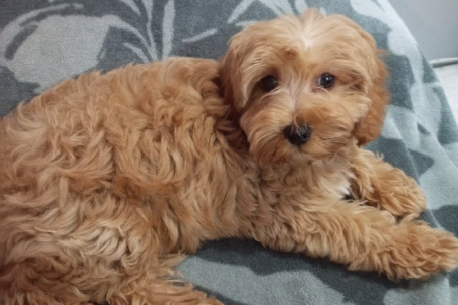 Maltipoo Yavru 1