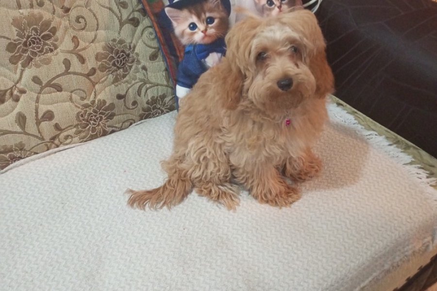Maltipoo Yavru 3