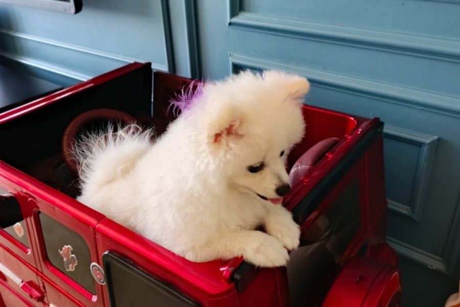 6 Aylık Dişi Sevimli Beyaz Pomeranian 2
