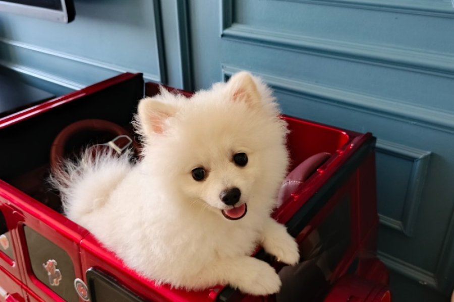 6 Aylık Dişi Sevimli Beyaz Pomeranian 1