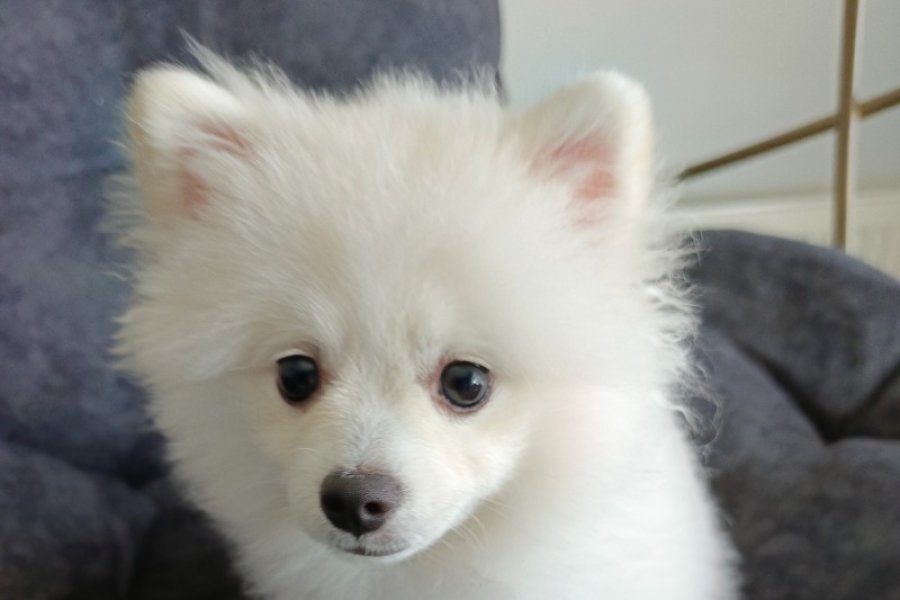 6 Aylık Dişi Sevimli Beyaz Pomeranian 3