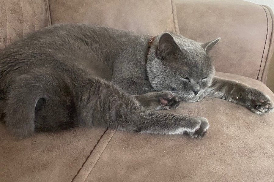 Safkan, Sevecen British Shorthair Kedimiz Yuva Arıyor 2