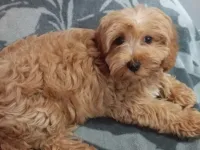 Maltipoo Yavru