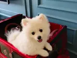 6 Aylık Dişi Sevimli Beyaz Pomeranian