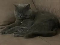 Safkan, Sevecen British Shorthair Kedimiz Yuva Arıyor