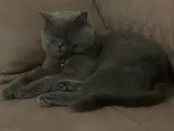 Safkan, Sevecen British Shorthair Kedimiz Yuva Arıyor