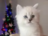 British Longhair yavrularımız