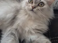 Safkan Chinchilla Kedimiz: Sevimli ve Sakin
