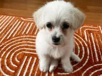 2,5 AYLIK MALTESE TERRIER