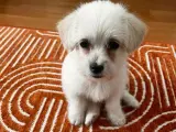2,5 AYLIK MALTESE TERRIER