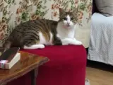 Luna için yuva arıyorum
