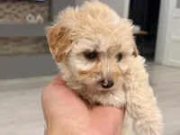 Sevimli toy poodle