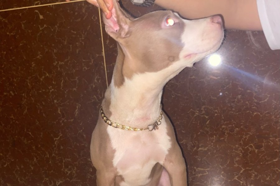 Amerikan rednose acill 3