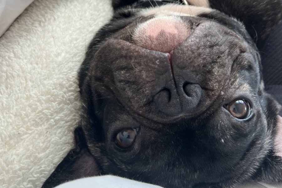 Sevimli ve Enerjik French Bulldog Yavrumuz 2