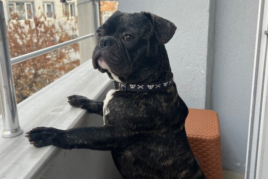 Sevimli ve Enerjik French Bulldog Yavrumuz 3