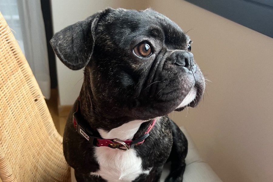 Sevimli ve Enerjik French Bulldog Yavrumuz 1