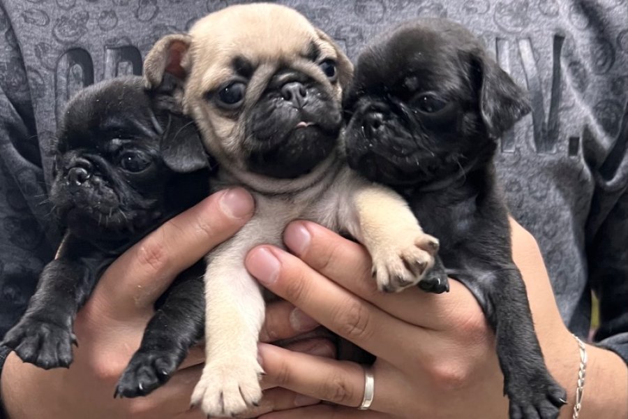 55 GÜNLÜK PUG YAVRULARI 2