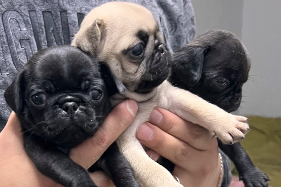 55 GÜNLÜK PUG YAVRULARI 3
