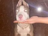 Amerikan rednose acill