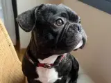 Sevimli ve Enerjik French Bulldog Yavrumuz