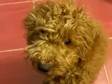 7 aylık poodleımı sahiplendirmek istiyorum.