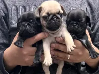 55 GÜNLÜK PUG YAVRULARI