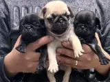55 GÜNLÜK PUG YAVRULARI