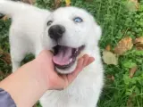 3 aylık beyaz husky yavrusu iç dış parazit var