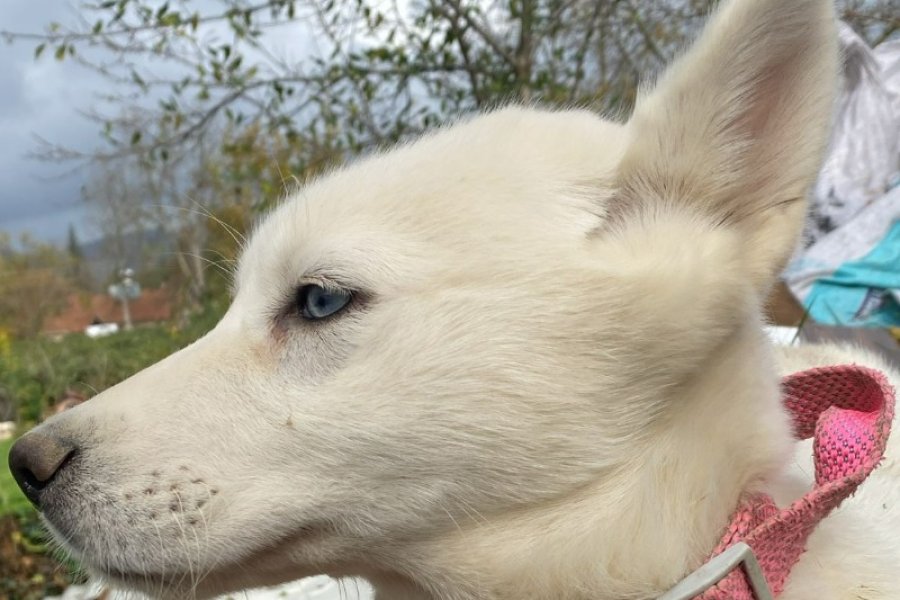 3 aylık beyaz husky yavrusu iç dış parazit var 3