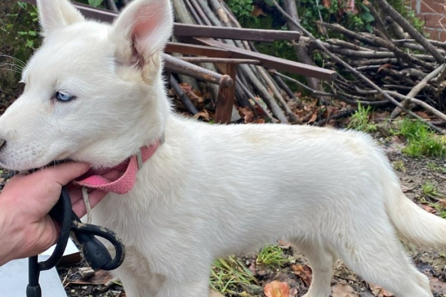 3 aylık beyaz husky yavrusu iç dış parazit var 2