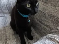 Siyah Bombay kedisi