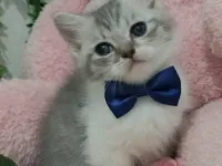 PONÇİK MASUM BEBEĞİM TESLİME HAZIR
