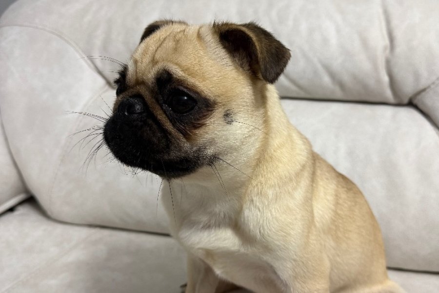 Simit kuyruk Pug 2