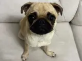 Simit kuyruk Pug
