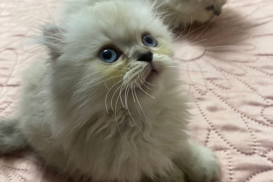 2 Aylık Disi Chinchilla Yavru 2