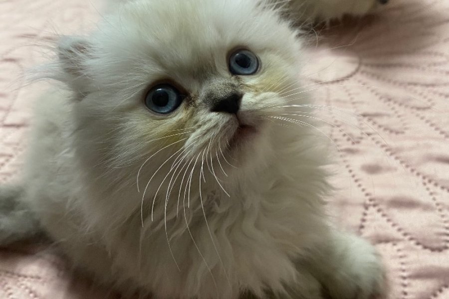 2 Aylık Disi Chinchilla Yavru 1