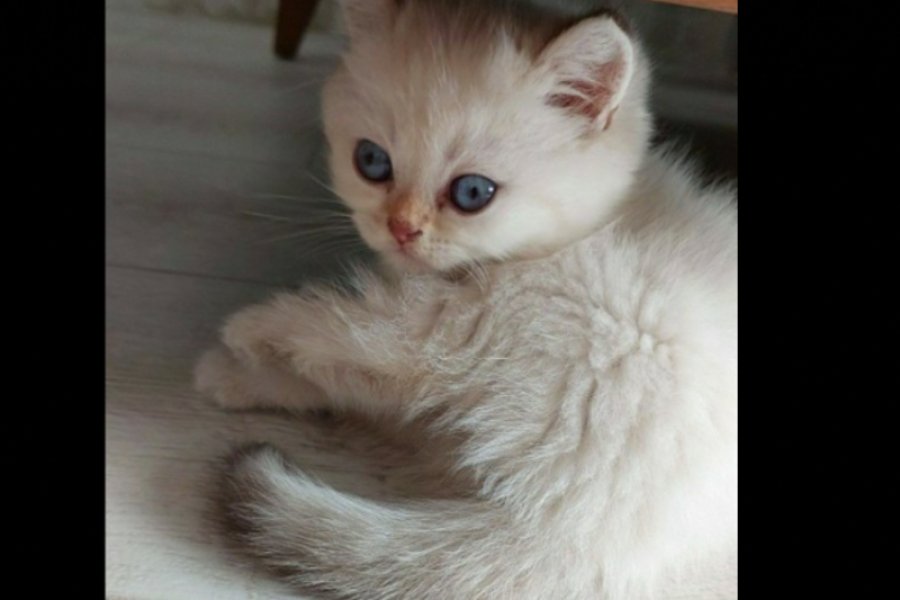 British shorthair 2