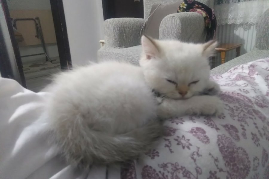 British shorthair 3