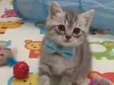 Sevimli British Shorthair Oğlumuz İçin Yeni Yuva