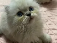 2 Aylık Disi Chinchilla Yavru