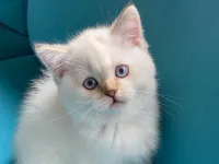 Sevimli British Shorthair Yavrumuz