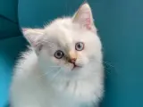 Sevimli British Shorthair Yavrumuz