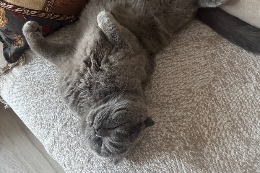 scottish fold cinsi Ücretsiz sahiplenme 3
