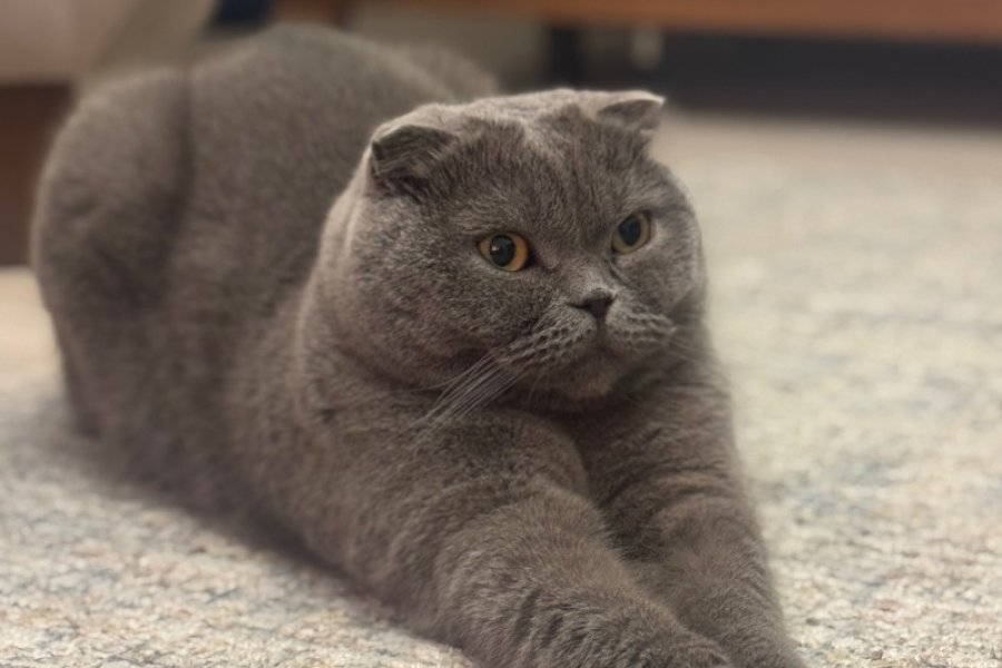 scottish fold cinsi Ücretsiz sahiplenme 2