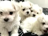 0 numara Maltese yavrularımız
