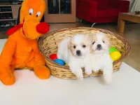 XS MALTİPO EV DOĞUMLU BEBEK PATİLERİM