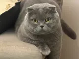scottish fold cinsi Ücretsiz sahiplenme