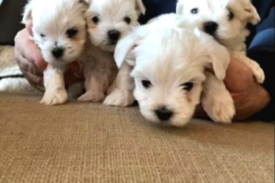 Kar beyazı Maltese terrier bebeklerimiz 3