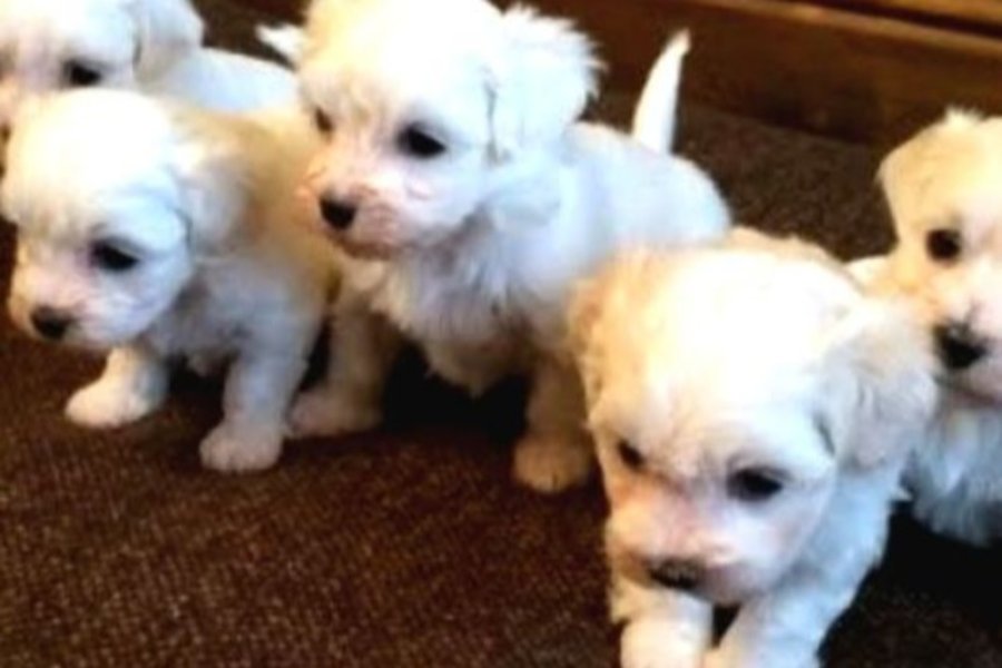 Kar beyazı Maltese terrier bebeklerimiz 2