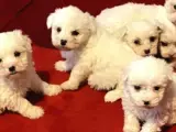 Kar beyazı Maltese terrier bebeklerimiz
